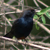 Indian Robin(Male)