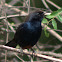 Indian Robin(Male)