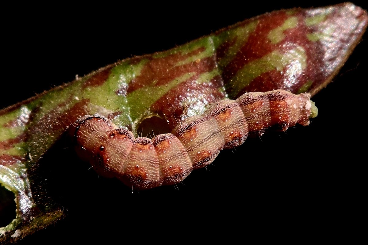 Moth caterpillar