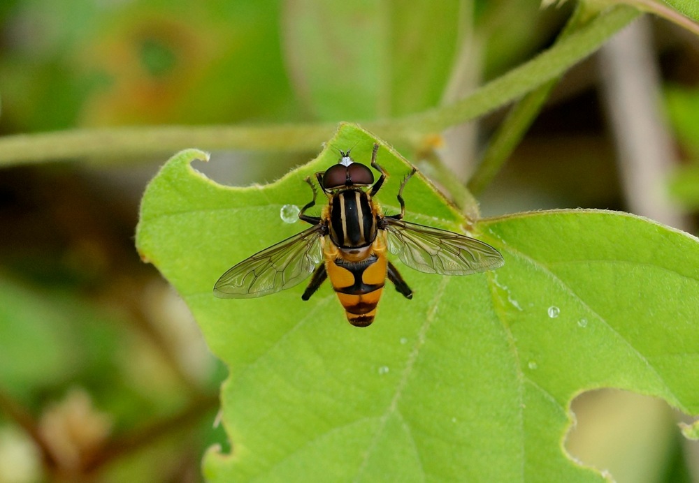 Hoverfly