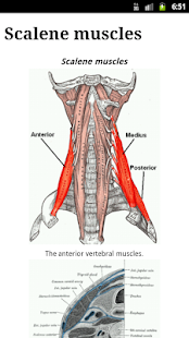 Human Anatomy(圖3)-速報App