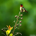 Ruby-throated hummingbird