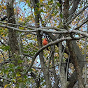 Northern Cardinal