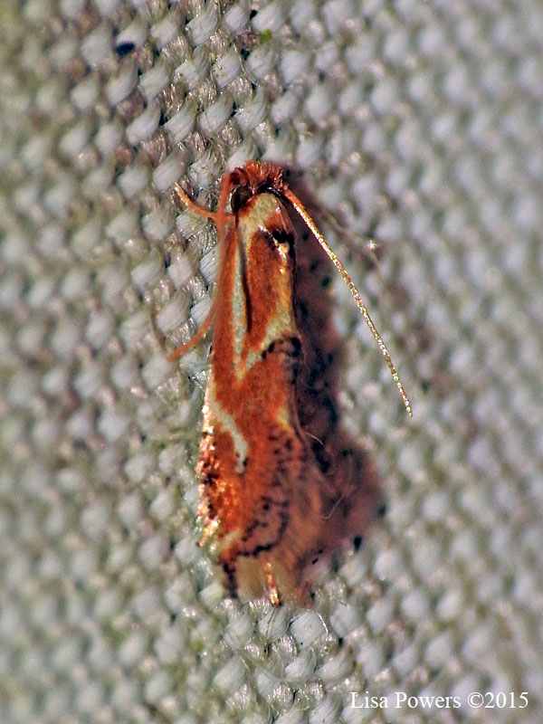 A Clothes Moth