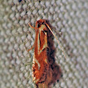 A Clothes Moth