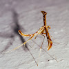 Artichoke Plume Moth