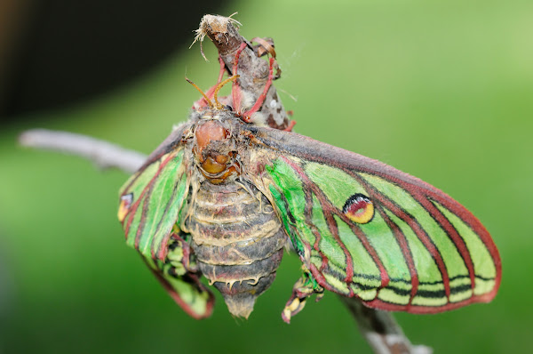 Spanish Moon Moth; Mariposa Isabelina | Project Noah