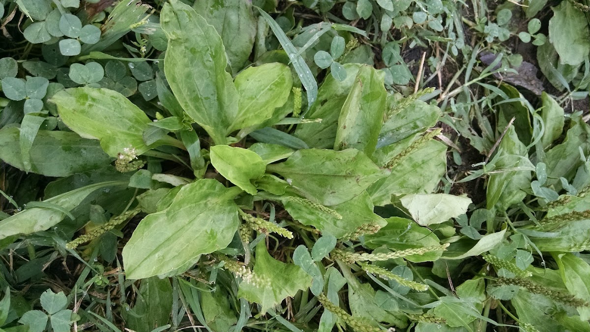 Broadleaf Plantain