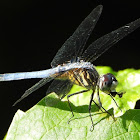 Blue dasher (male)