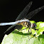 Blue dasher (male)