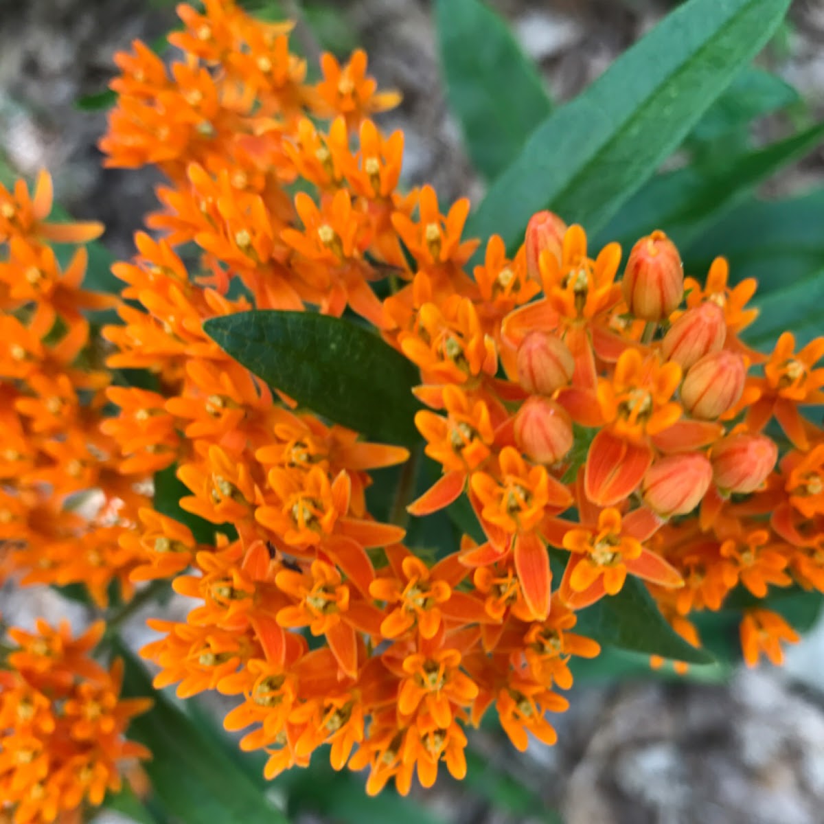 Butterfly weed