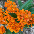 Butterfly weed