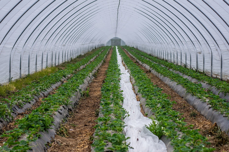 Inside a greenhouse