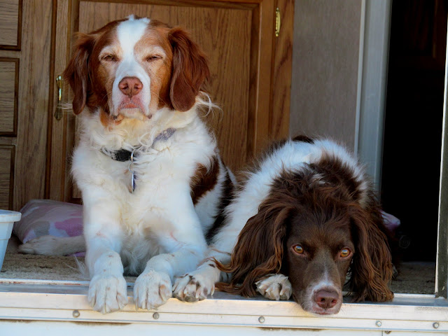 Torrey and Boulder in the camp trailer