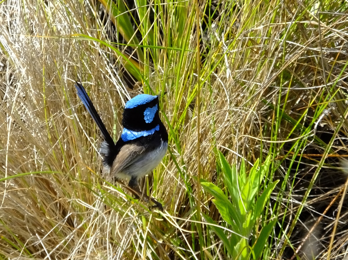 Superb Fairy Wren