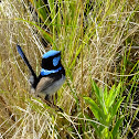 Superb Fairy Wren