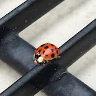 Asian Lady Beetle