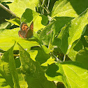 Small copper