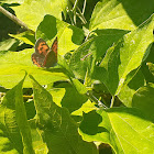 Small copper