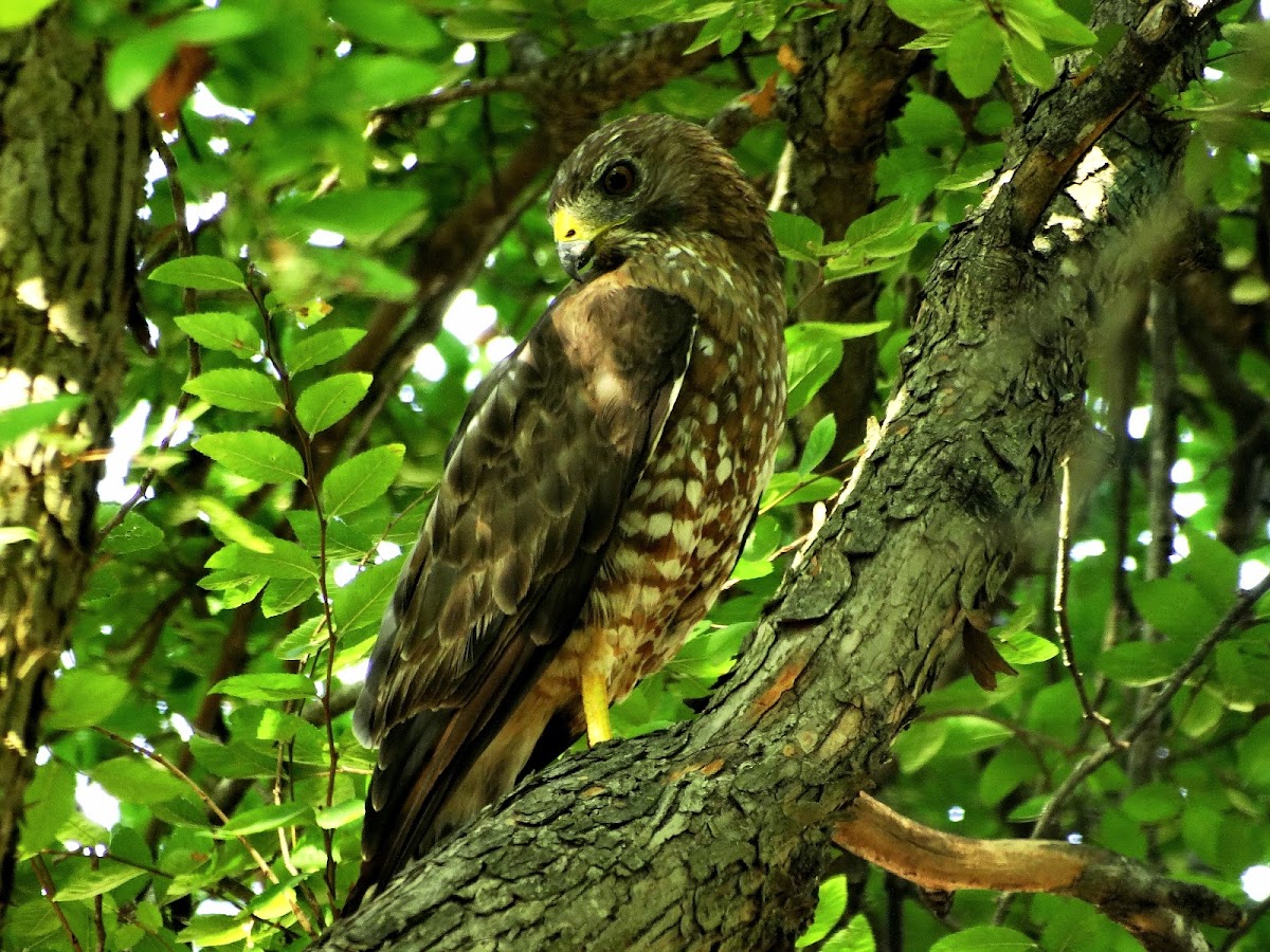 Broad-winged hawk