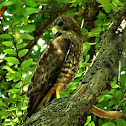 Broad-winged hawk