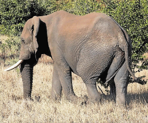 IVORY PALACE: Elephant in the Hlane Game Reserve, Swaziland