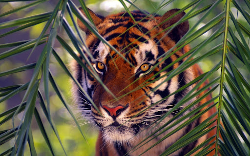 Majestic Tiger Peering Through Lush Green screenshot 2