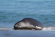 A 12-year-old boy stood guard over a seal that was stranded at Silver Beach on the KZN south coast on Sunday. Stock image.