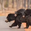 Sloth Bear