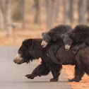 Sloth Bear