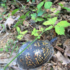 Eastern Box Turtle