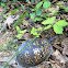 Eastern Box Turtle