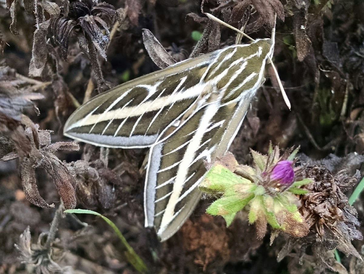 White-lined Sphinx moth