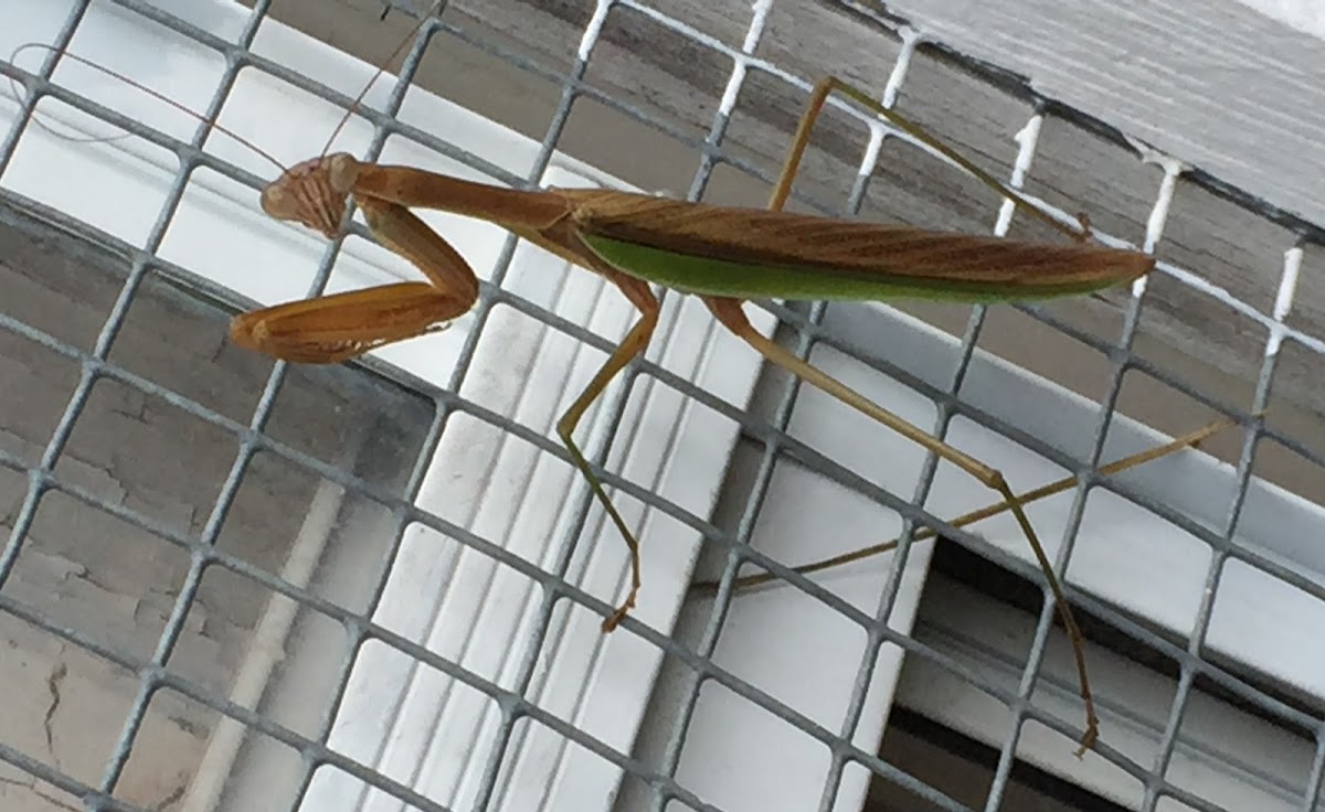 Chinese Mantis