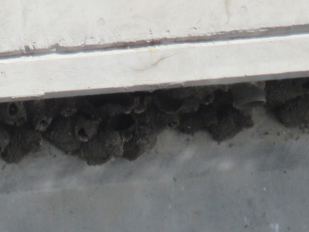 Swallow Nests