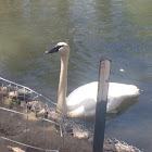 Trumpeter swan