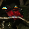 Black-and-red broadbill
