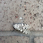 Giant Leopard Moth