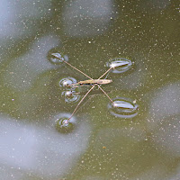 un effimera che galleggia sul filo dell'acqua di 