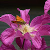 Essex Skipper