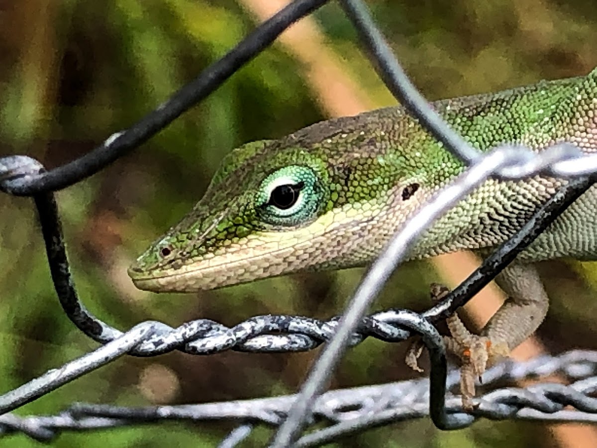 Carolina anole