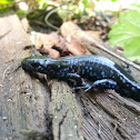 Blue-spotted Salamander