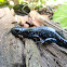 Blue-spotted Salamander