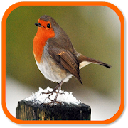 Robin Sounds 1.0 Icon