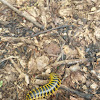 Black and Gold Flat Millipede