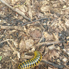 Black and Gold Flat Millipede