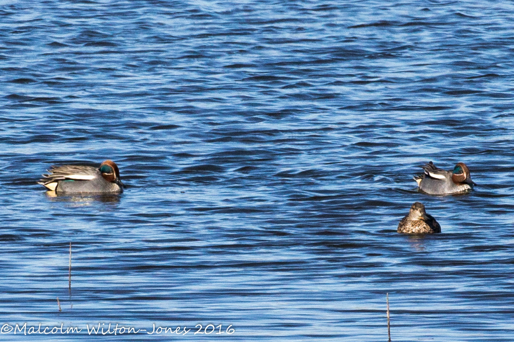 Teal; Cerceta Común