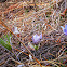 American Pasqueflower