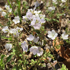 scorpionweed