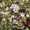 scorpionweed